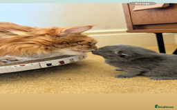 British Shorthair cats for sale: Beautiful fluffy British blue babies ready at  **  - Advert 11