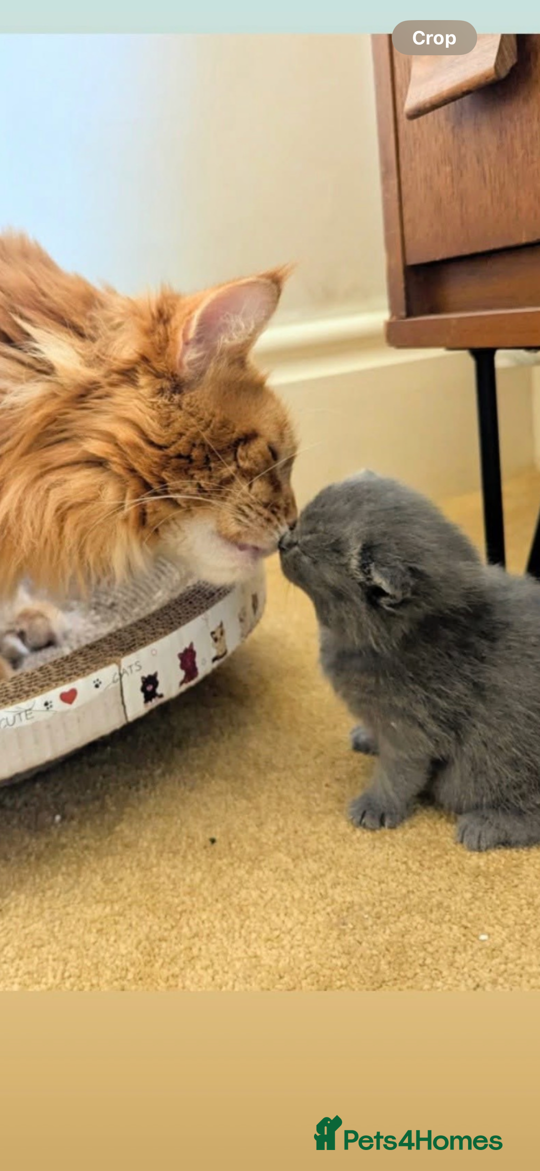 British Shorthair cats for sale: Beautiful fluffy British blue babies ready at  **  - Advert 11
