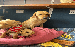Labrador Retriever dogs for sale: Lovely Labrador puppies ready for new home 💕 - Image 8