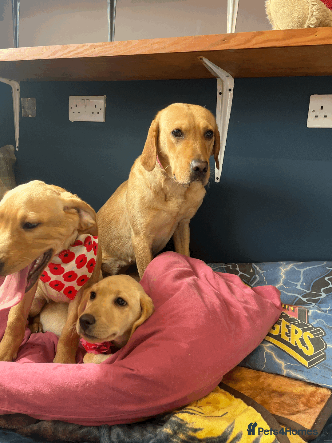 Labrador Retriever dogs for sale: Lovely Labrador puppies ready for new home 💕 - Image 8