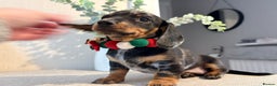 Miniature Dachshund dogs for sale: Miniature Dachshunds dapple. KC reg 4th Jan - Advert 13