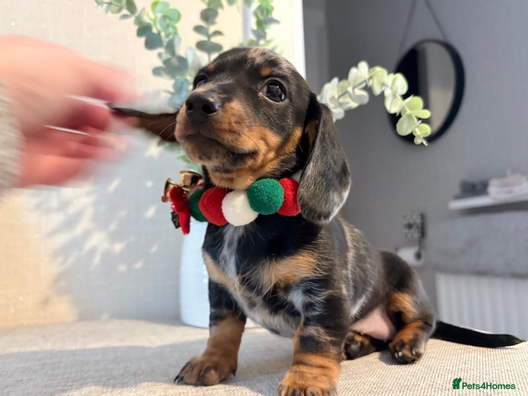 Miniature Dachshund dogs for sale: Miniature Dachshunds dapple. KC reg 4th Jan - Advert 13