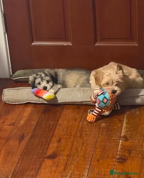 Maltipoo dogs  Maltipoo Puppies for Sale  - Advert 1