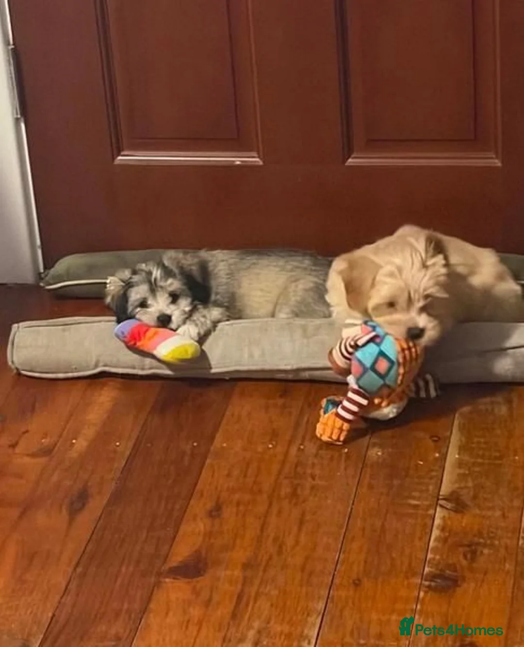 Maltipoo dogs for sale:  Maltipoo Puppies for Sale  in Edinburgh - Advert 1