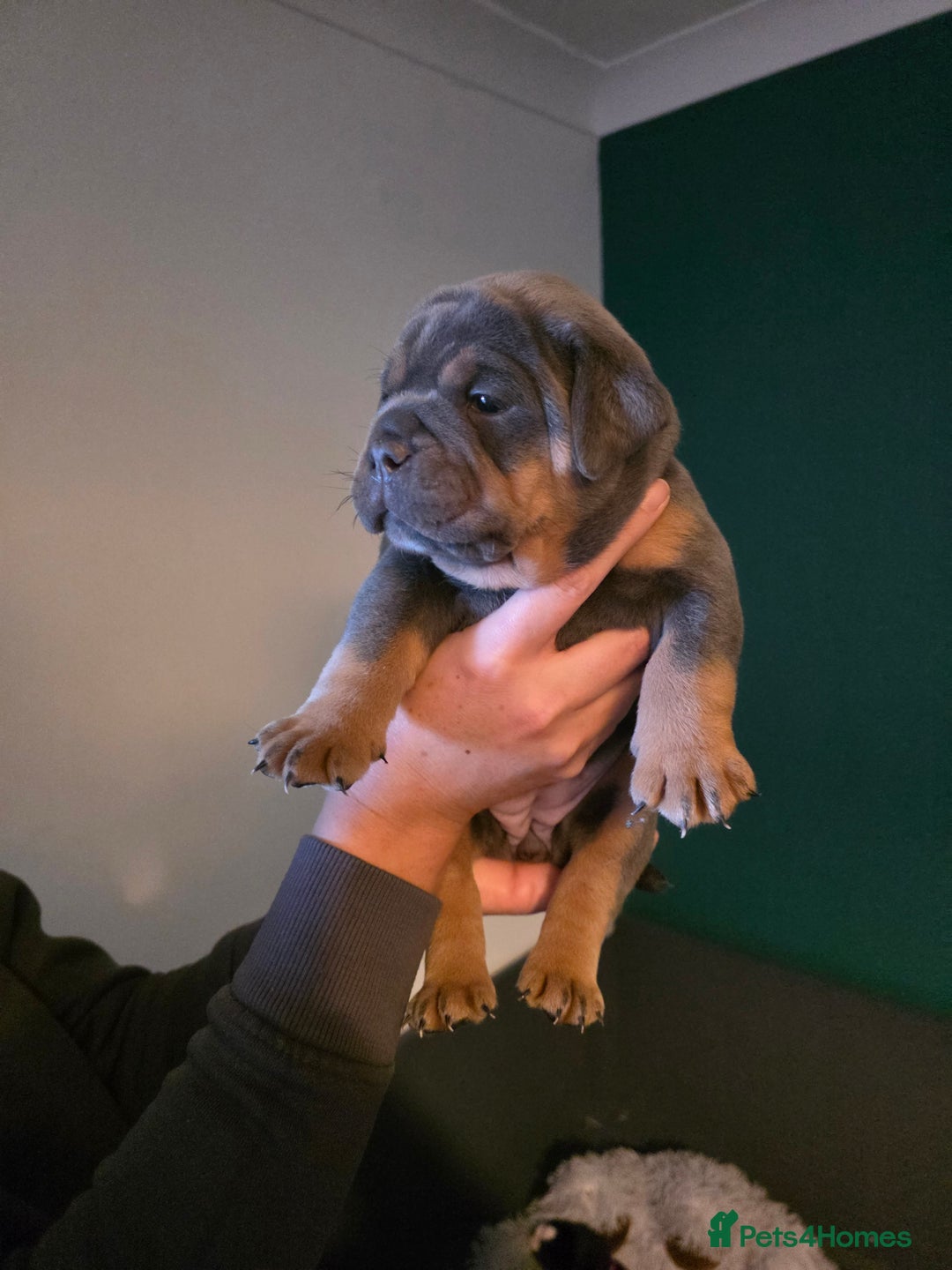 Olde English Bulldogge dogs for sale: Beautiful olde english Bulldogge pups  - Advert 8