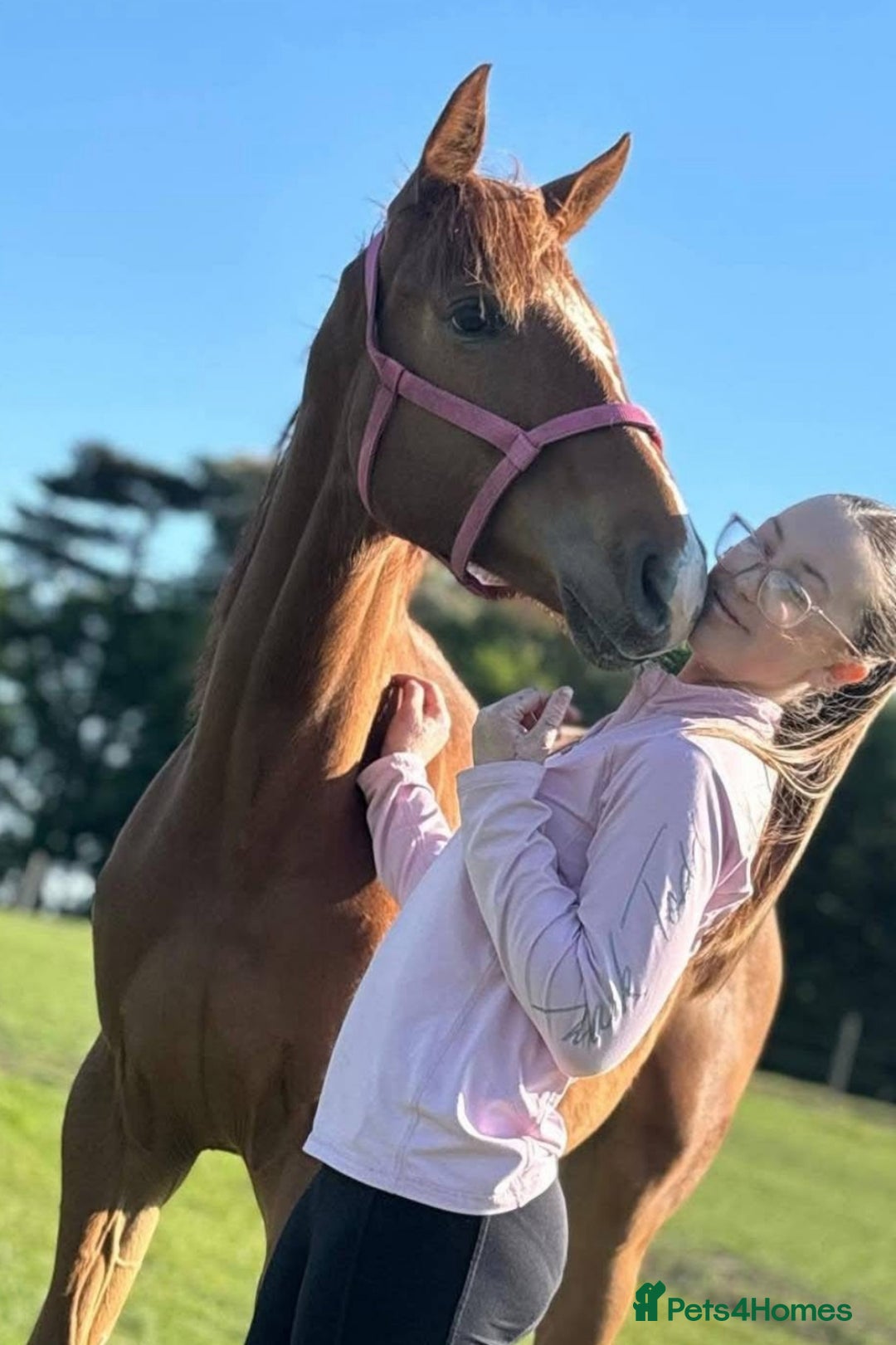 Irish Sports horses for sale: Penny  - Advert 3