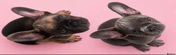 French Bulldog dogs for sale: Beautiful French Bulldog Puppies Fluffy Carriers - Advert 8
