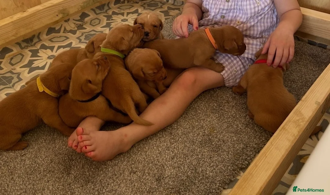 Labrador Retriever dogs for sale: KC registered stunning fox red Labrador puppies   in Llandrindod Wells - Advert 15