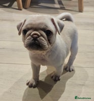 Pug dogs Beautiful kc registered pugs - Advert 6