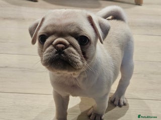 Pug dogs Beautiful kc registered pugs - Advert 1