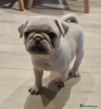 Pug dogs Beautiful kc registered pugs - Advert 1
