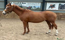 Other Breed horses for sale: 4yo Mare - 15.1hh - Safe, Sane & Sweet  - Image 3
