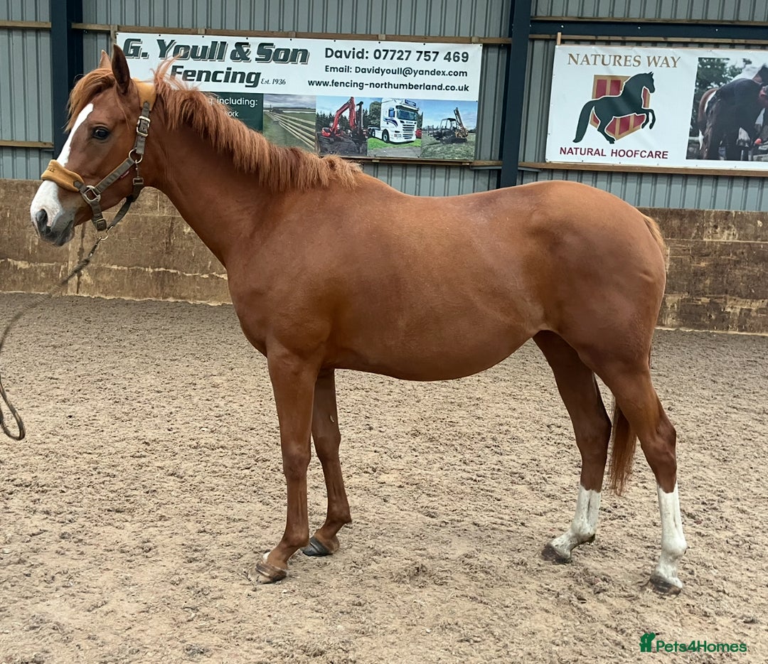 Other Breed horses for sale: 4yo Mare - 15.1hh - Safe, Sane & Sweet  - Image 3