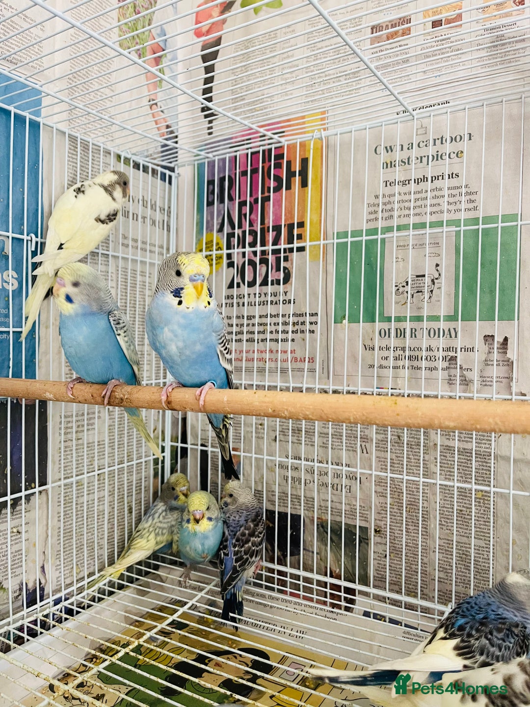 Budgerigars birds for sale: Budgies for sale  - Image 6