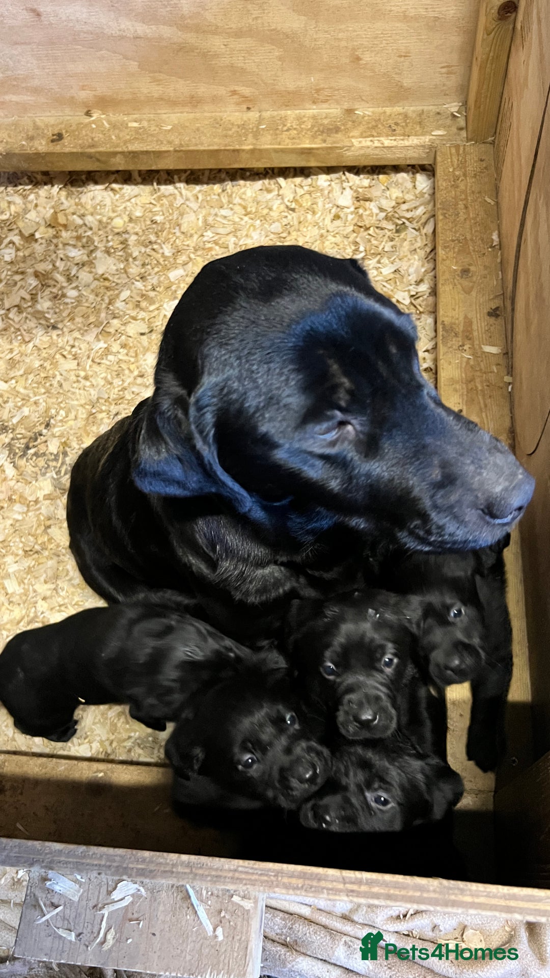 Labrador Retriever dogs for sale: KC Registered black Labrador Puppies for sale - Advert 7