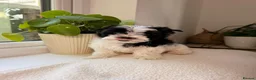 Biewer Terrier dogs for sale: Biewer Yorkshire Terrier Puppies 5⭐ Licensed - Advert 18
