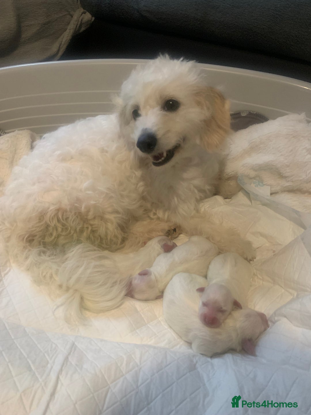 Mixed Breed dogs for sale: 🩷 ONE Beautiful Malitchon Babygirl 🩷 - Advert 1