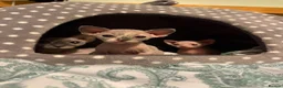 Sphynx cats for sale: Sphynx kittens - Advert 3