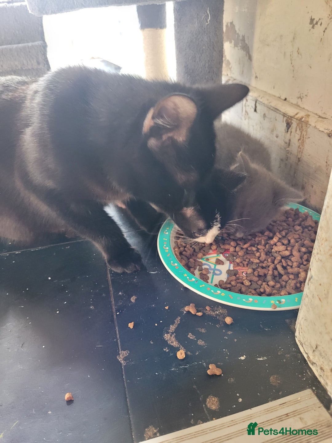 Mixed Breed cats for sale: Kittens  - Image 5