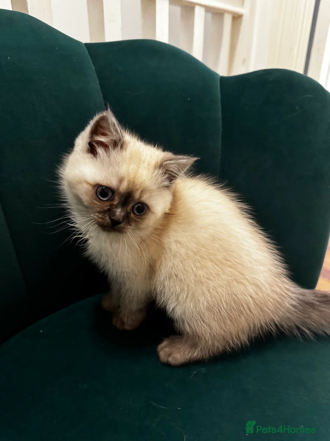 Scottish Fold cats for sale: Purebred Chinchilla Scottish Fold Kittens  🐾 - Advert 19