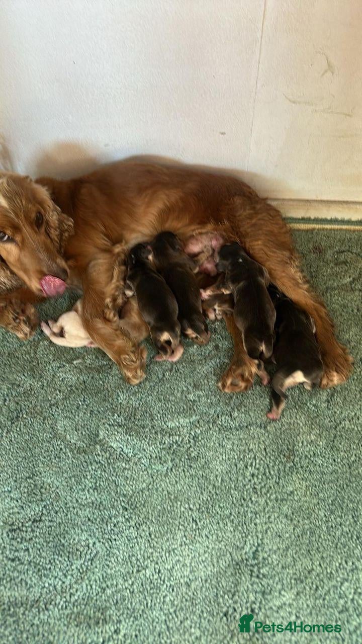 Cocker Spaniel dogs BEAUTIFUL PUPPIES - Advert 1