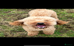 Poochon dogs for sale: ✨ Gorgeous Red & Apricot Poochon Puppies ✨ - Image 9