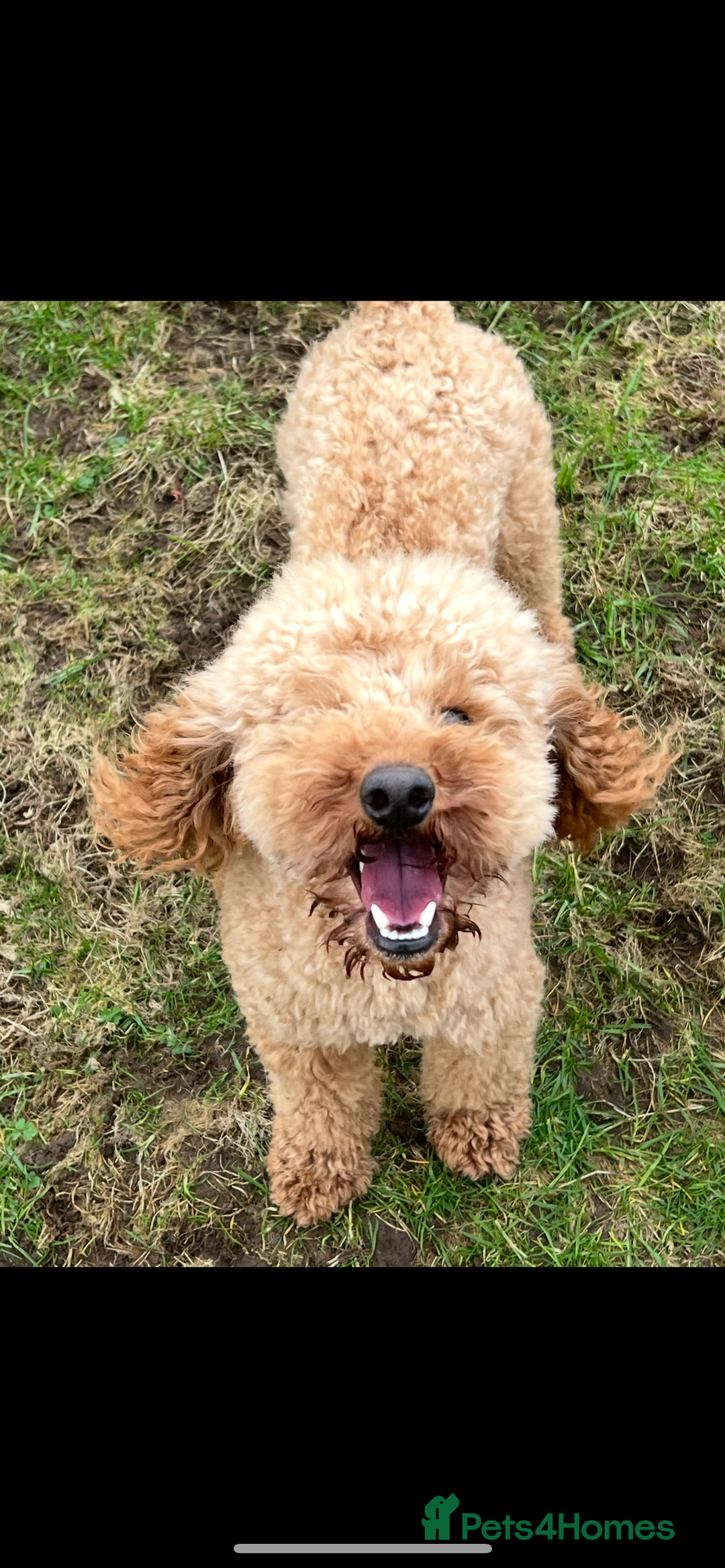 Poochon dogs for sale: ✨ Gorgeous Red & Apricot Poochon Puppies ✨ - Image 9