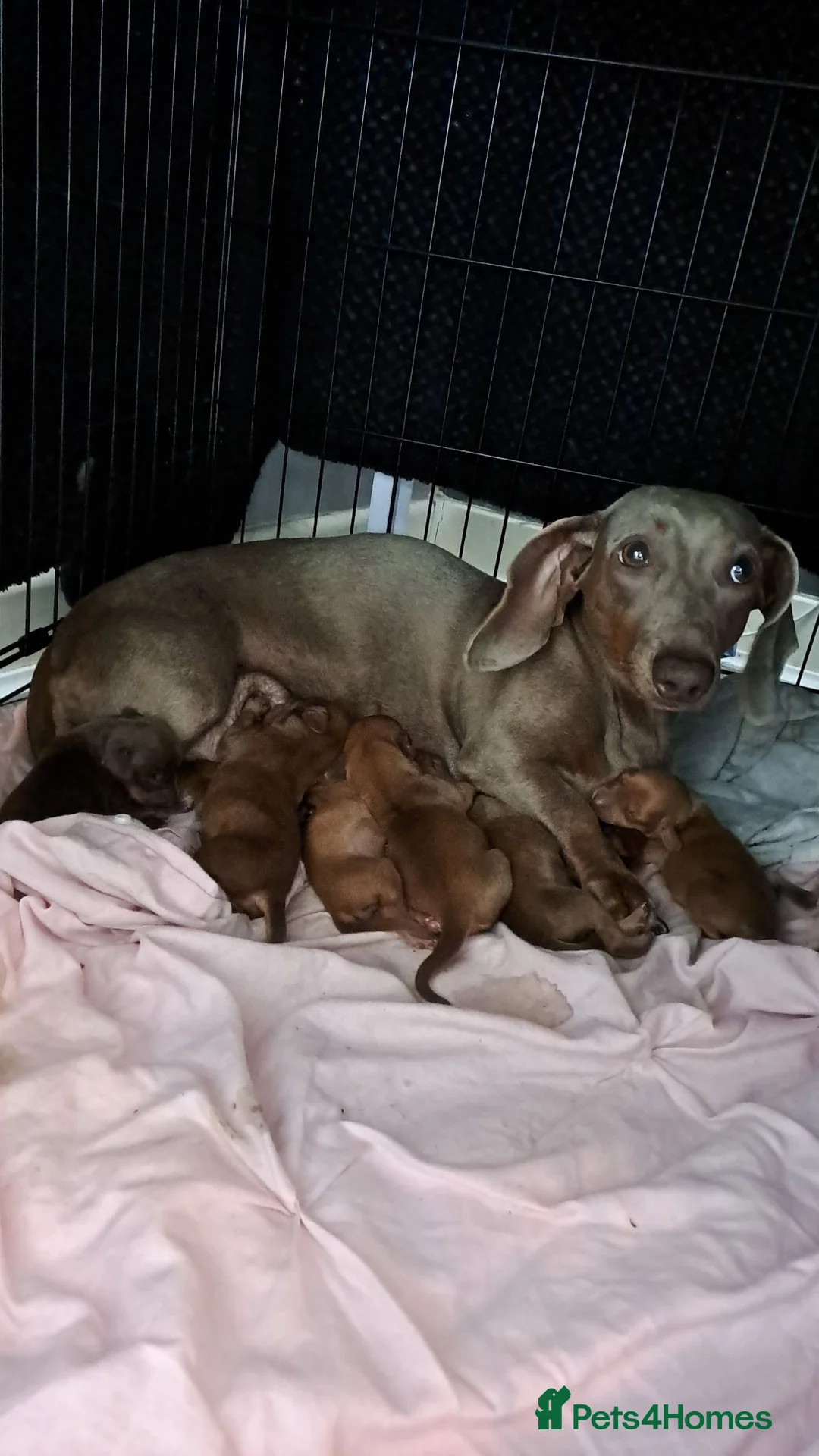 Chiweenie dogs for sale: Dachshund  - Advert 1