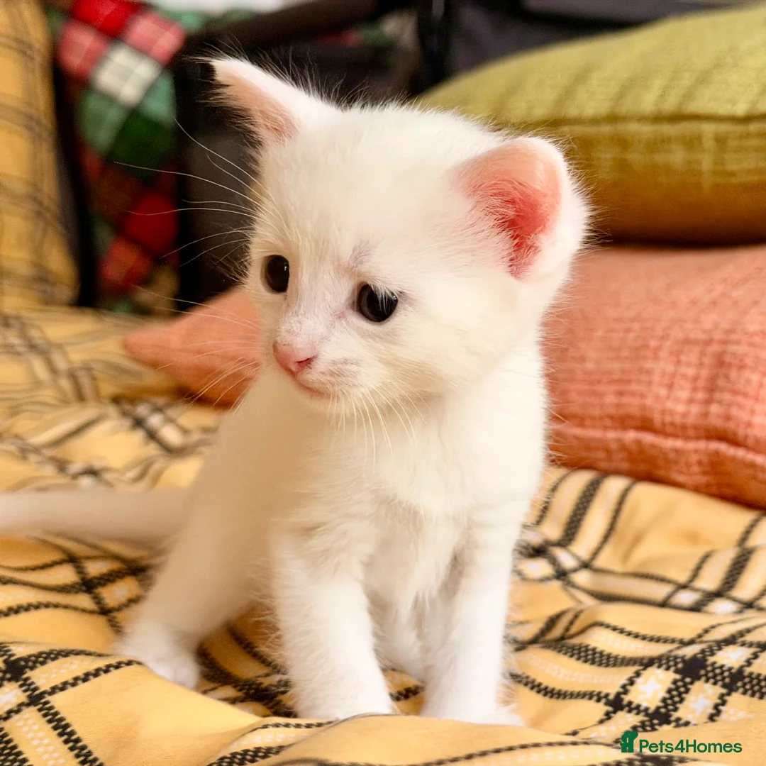 Mixed Breed cats for sale: Seven Beautiful Kittens Looking for Loving Homes - Advert 1