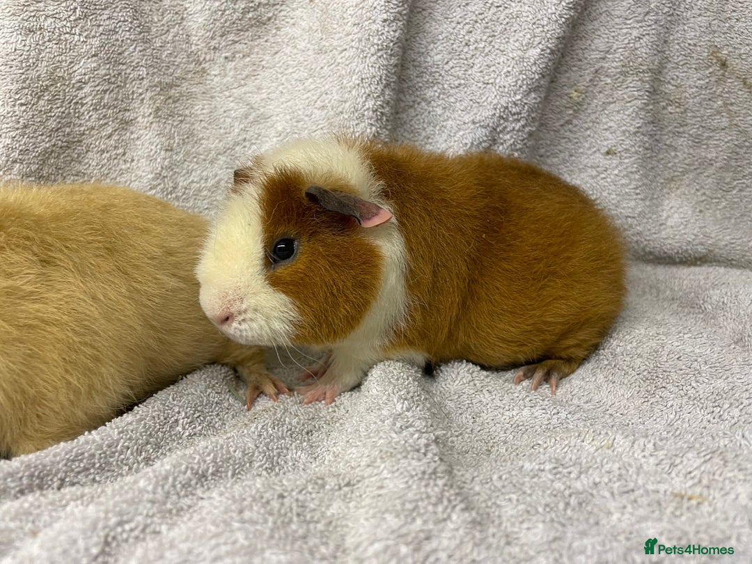 Guinea Pig rodents for sale: Various male teddy Guineapigs for sale  - Advert 4