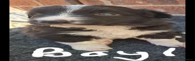 Border Collie 1
