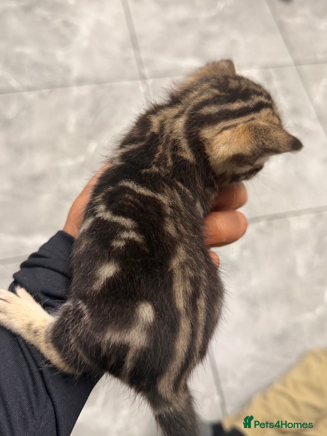 Bengal cats for sale: Adorable kittens for loving homes - Advert 18