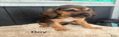 Bloodhound 2