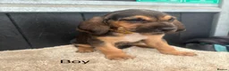 Bloodhound dogs for sale: Stunning bloodhound puppies  - Advert 5