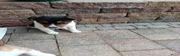 Jack Russell dogs for sale: Jack Russell  in Strabane - Advert 2