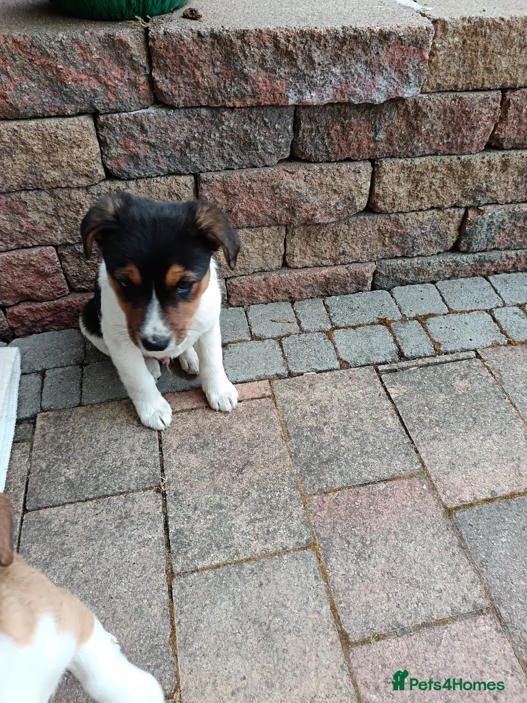 Jack Russell dogs for sale: Jack Russell  in Strabane - Advert 2