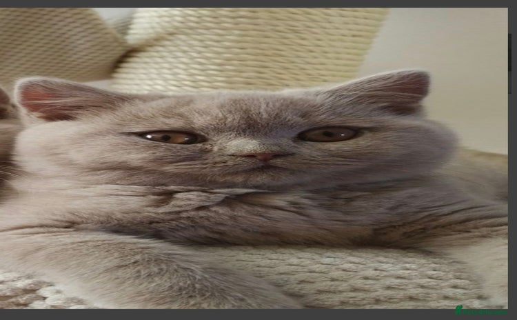 British Shorthair cats in Swadlincote - Advert 8