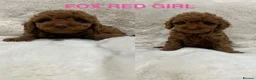 Cavapoochon dogs for sale: CAVAPOOCHON PUPPY GIRLS/BOYS HEALTH TESTED - Advert 5