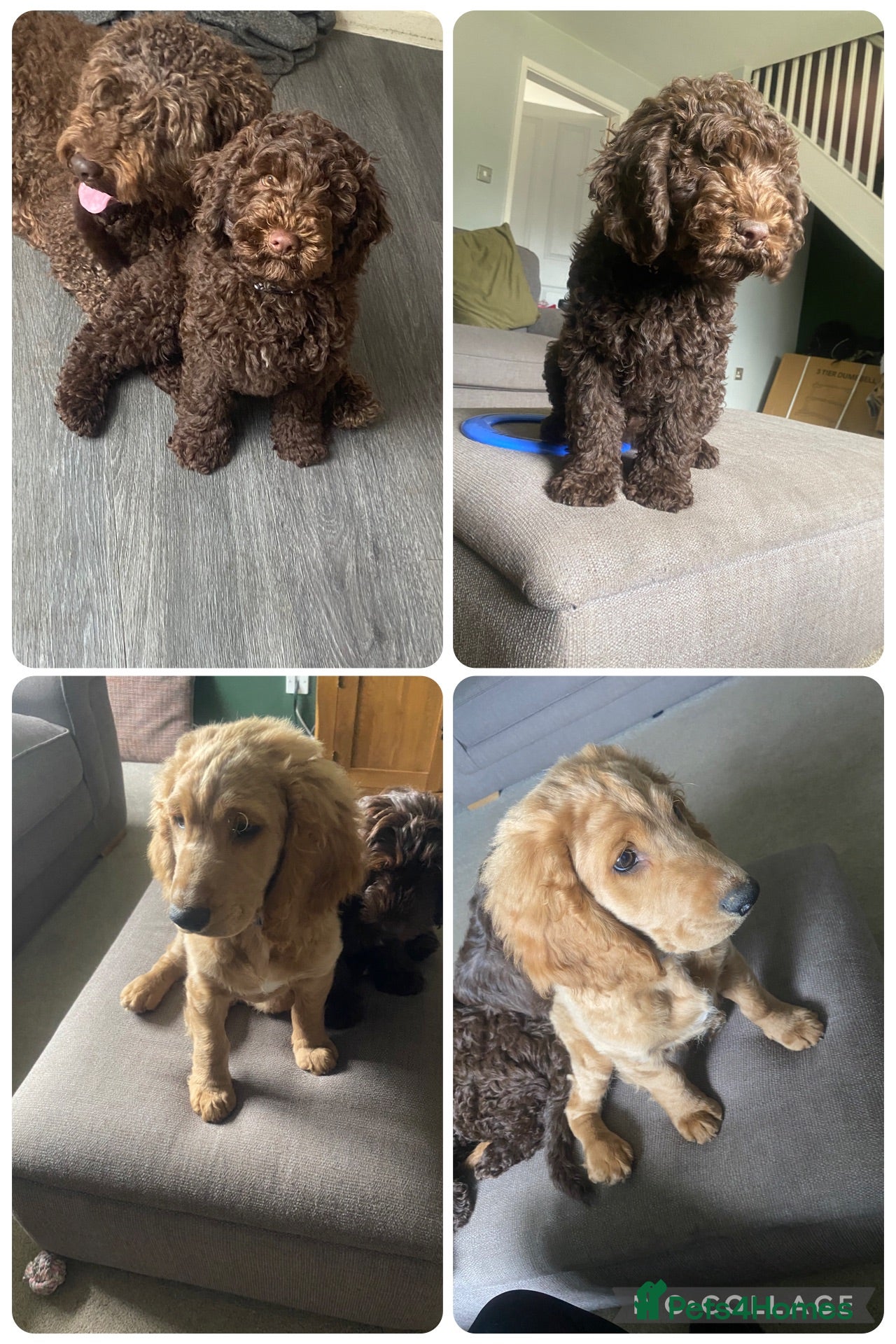 Cockapoo dogs Ready to go F2- 2x male cockapoos 1golden 1brown  - Advert 14