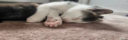Mixed Breed cats for sale: 4 Gorgeous Kittens in Runcorn - Advert 9