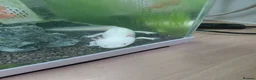 Hatchet Fish fish for sale: Aoxil ottel in Cannock - Advert 1