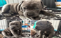 Olde English Bulldogge dogs for sale: Olde English Bulldogges pups - Image 8