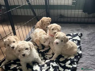 Mixed Breed dogs Beautiful Cavapoochons - Advert 10