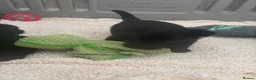 Scottish Terrier dogs for sale: Scottish terrier Puppies  - Advert 8
