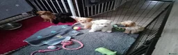Mixed Breed dogs for sale: Cavapoochon puppies with 5 weeks free insurance  - Advert 7