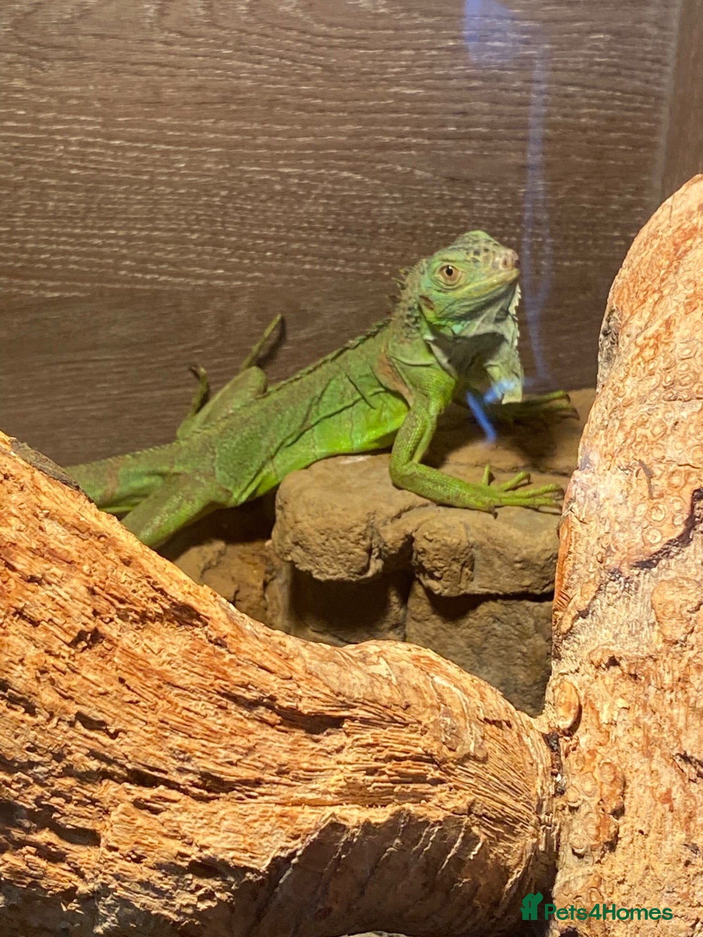 Iguana reptiles 11 month old green iguana  - Advert 1