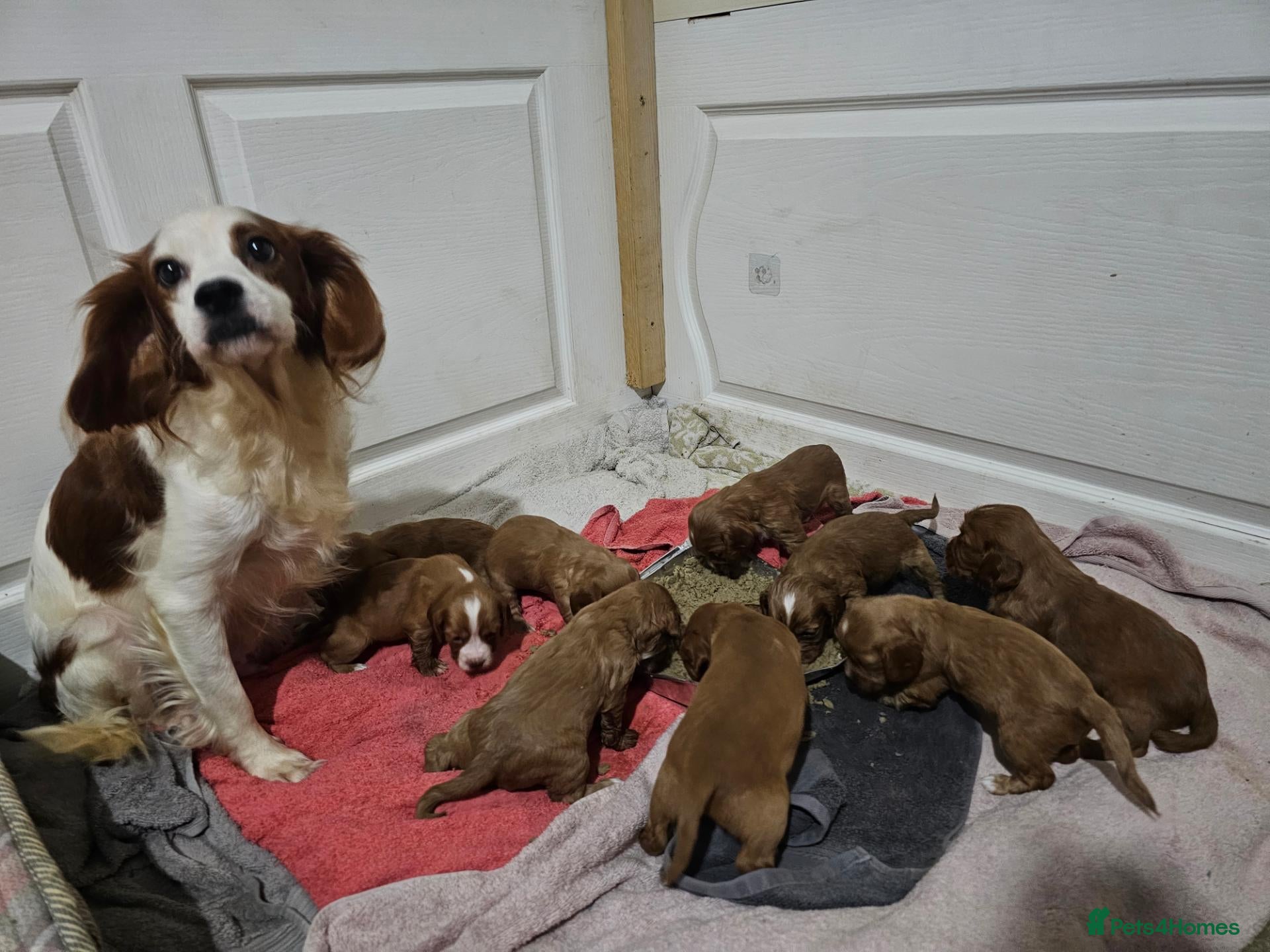 Cocker Spaniel dogs for sale: 9 cocker spaniels  - Advert 2