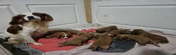 Cocker Spaniel dogs for sale: 9 cocker spaniels  - Advert 1