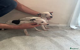 Whippet dogs for sale: whippet puppy’s  - Image 4