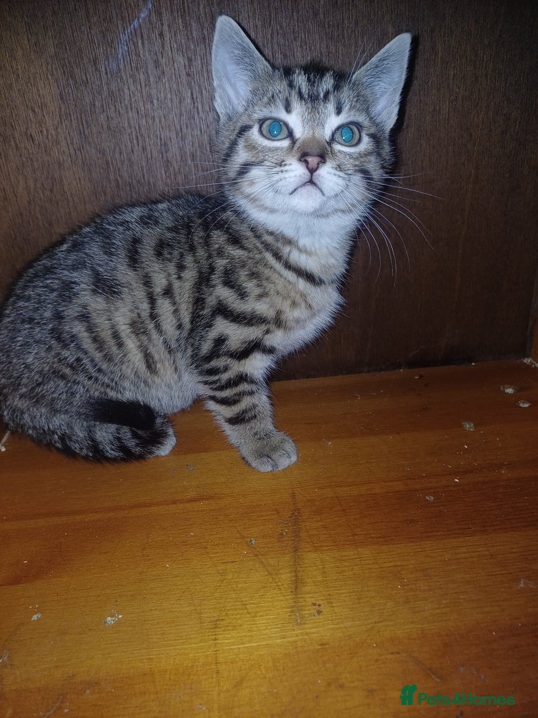 Domestic Shorthair cats for sale: Selling a litter of 2 month old kittens  - Advert 5